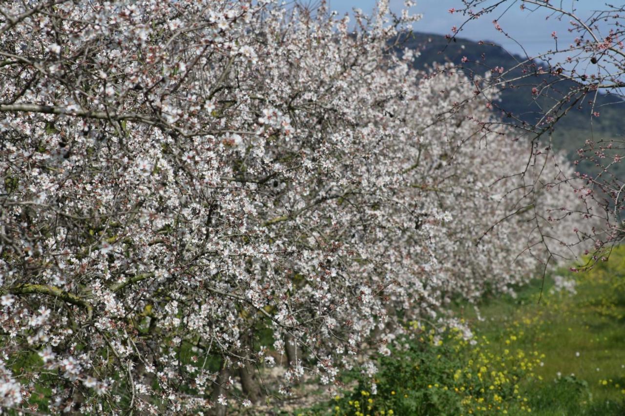 151 Villa Es Triquet Et3366 By Mallorca Charme Binisalem Kültér fotó